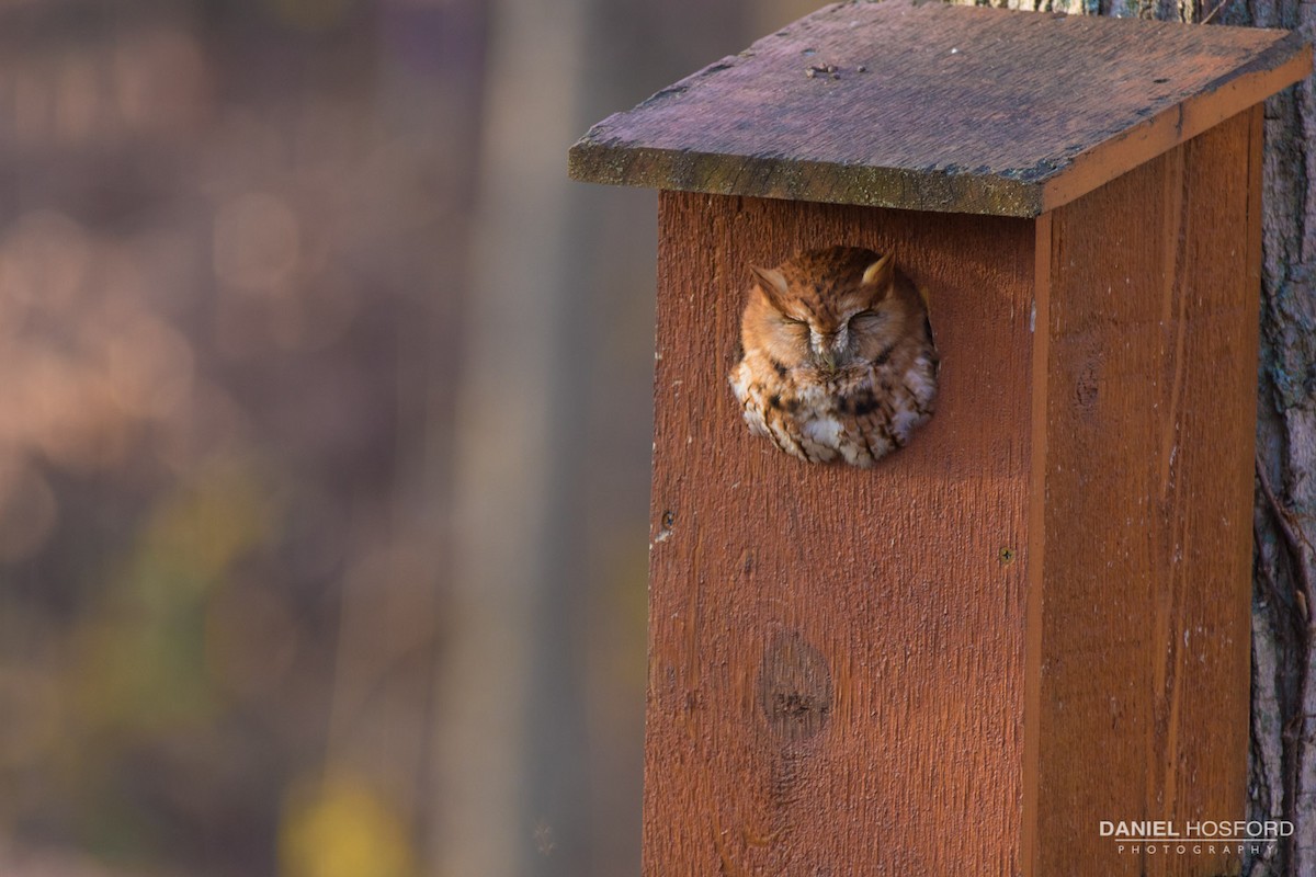 Eastern Screech-Owl - ML40213911