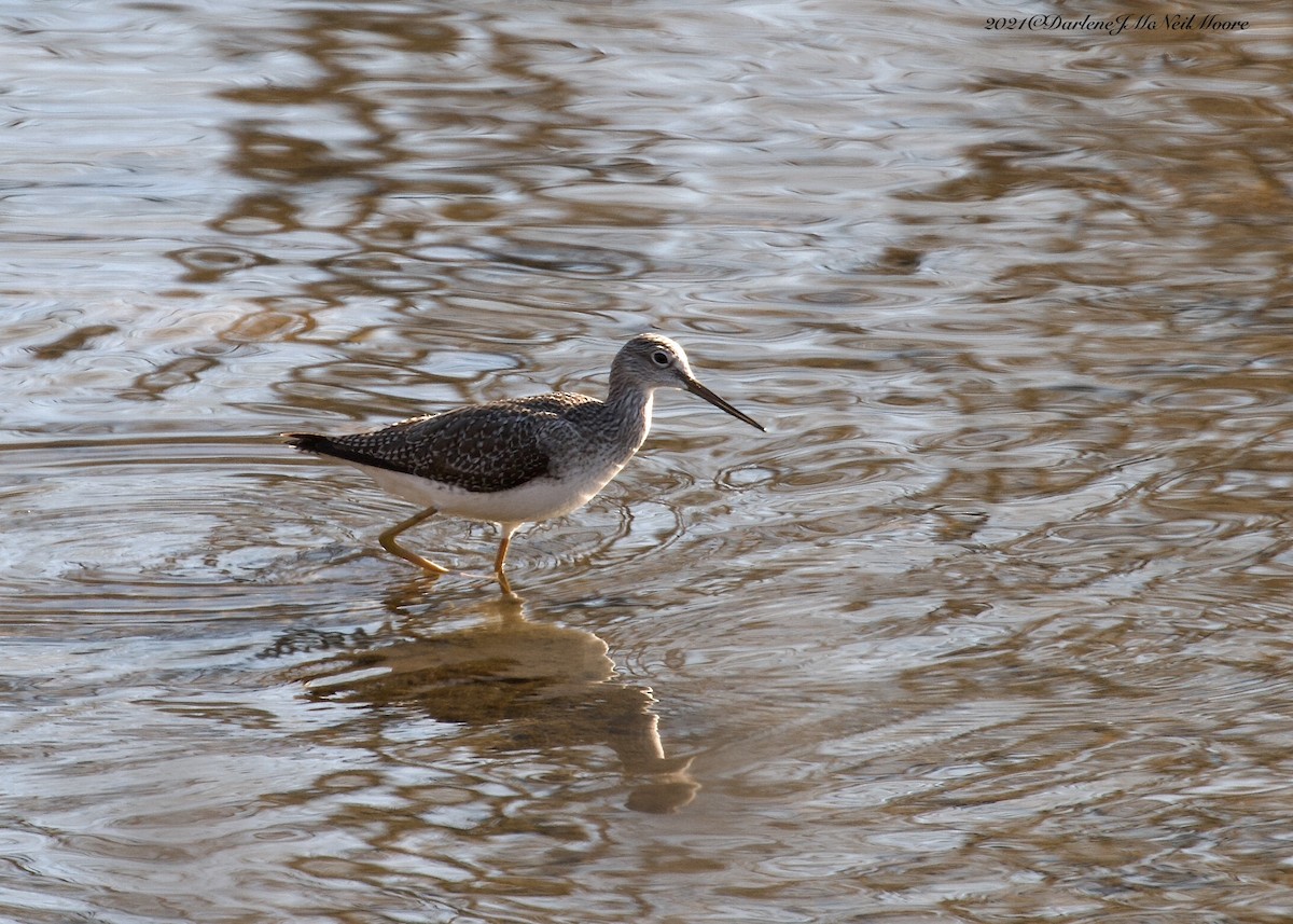 Greater Yellowlegs - Darlene J McNeil