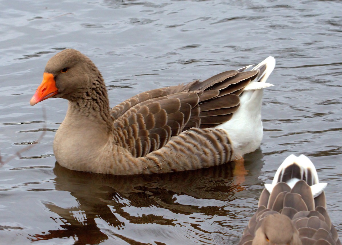 Graylag Goose (Domestic type) - Craig Heberton