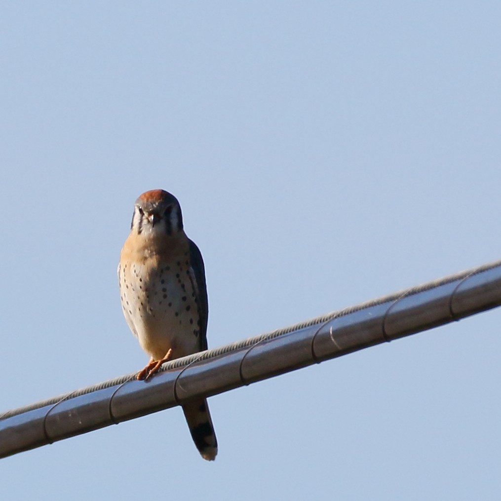 American Kestrel - ML402140981