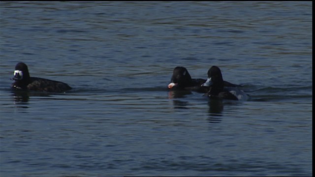 polák vlnkovaný - ML402142