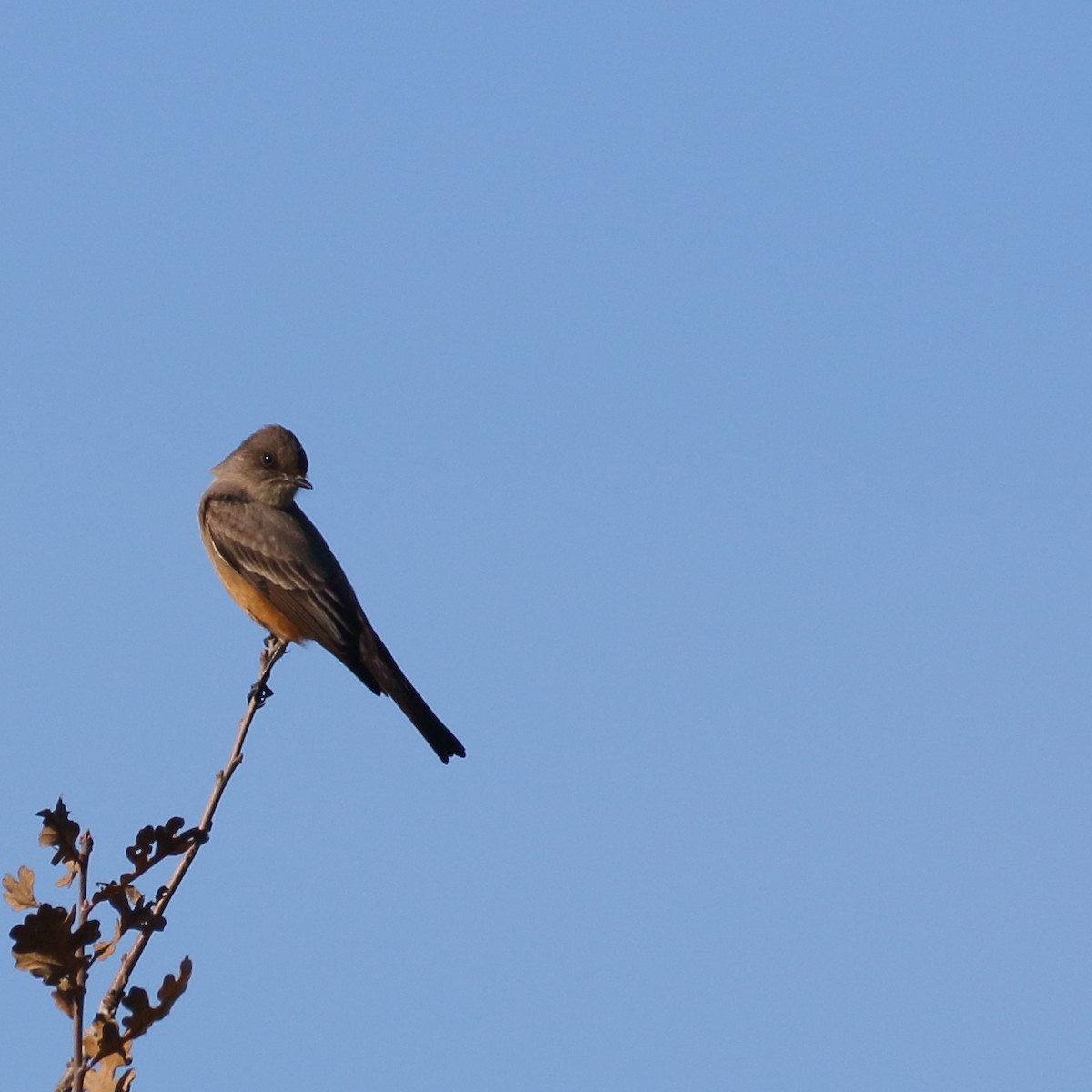 Say's Phoebe - ML402142291