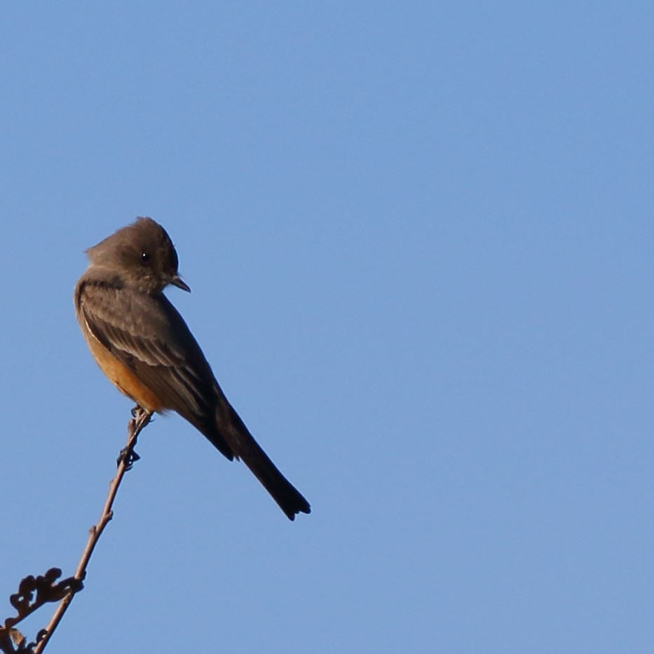 Say's Phoebe - ML402142501