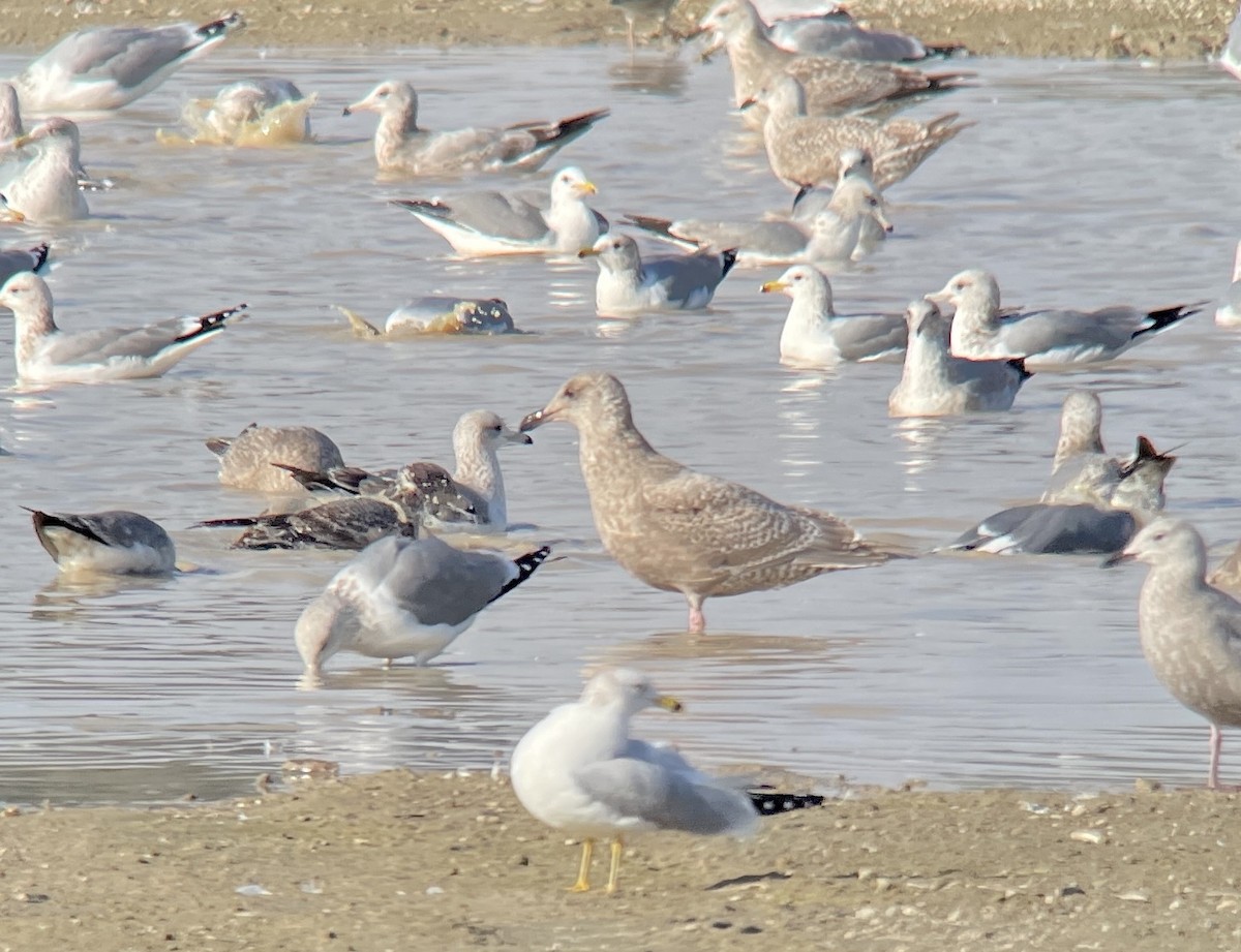 Glaucous-winged Gull - ML402142621