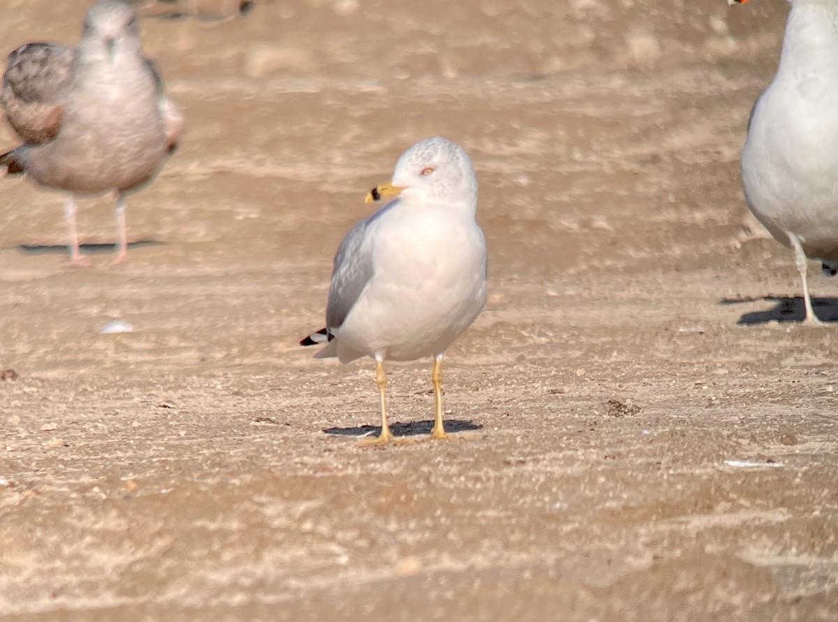 Ring-billed Gull - ML402142821