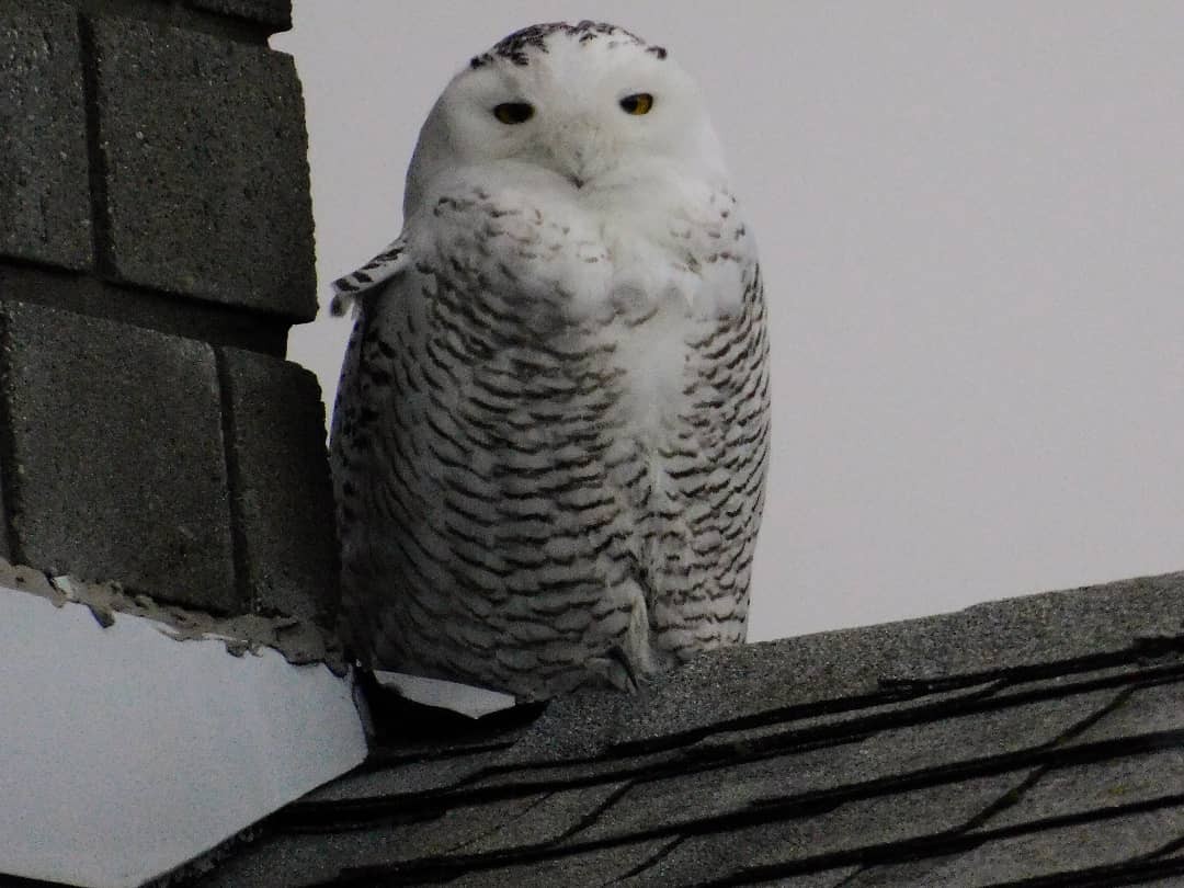 Snowy Owl - ML402142981