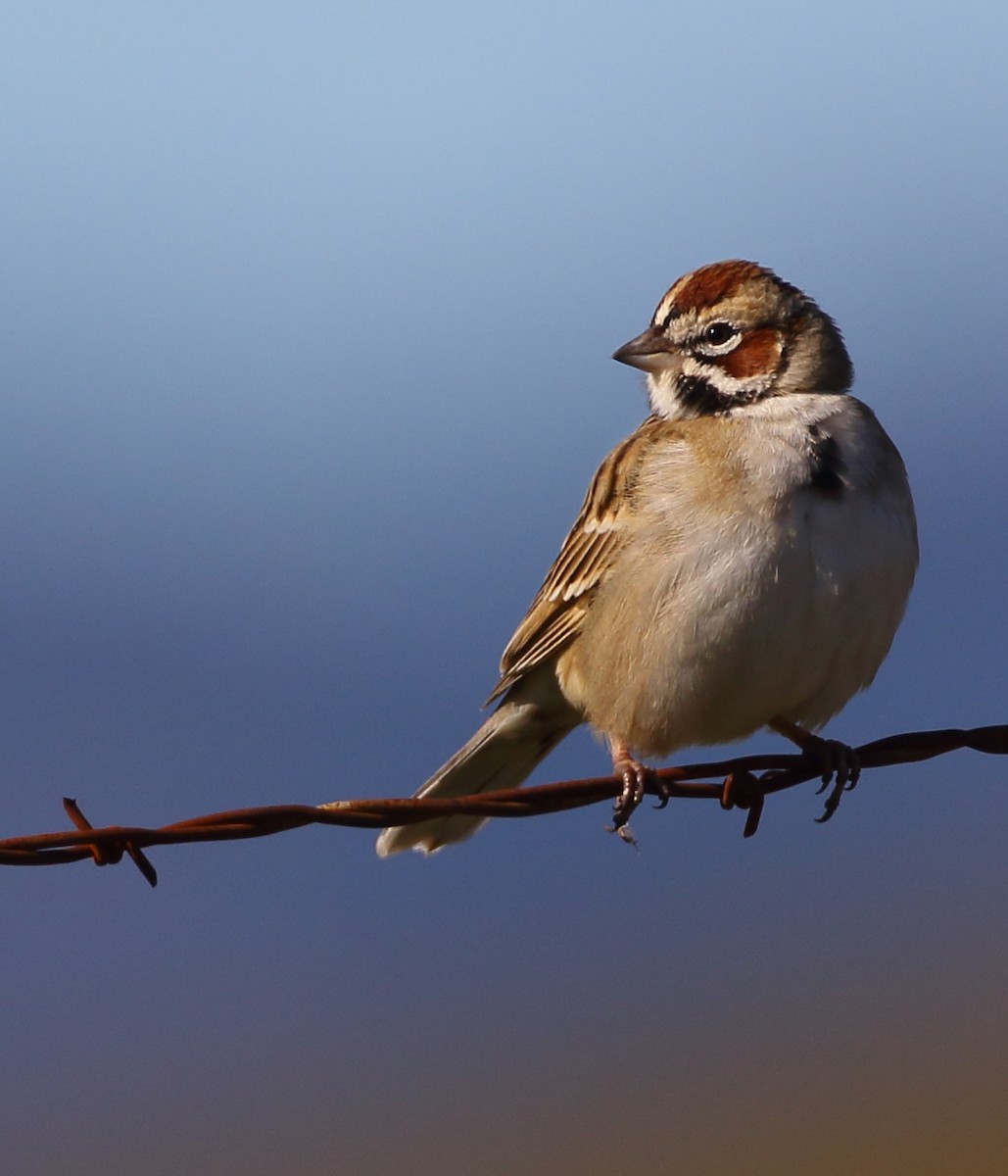 Lark Sparrow - ML402143091