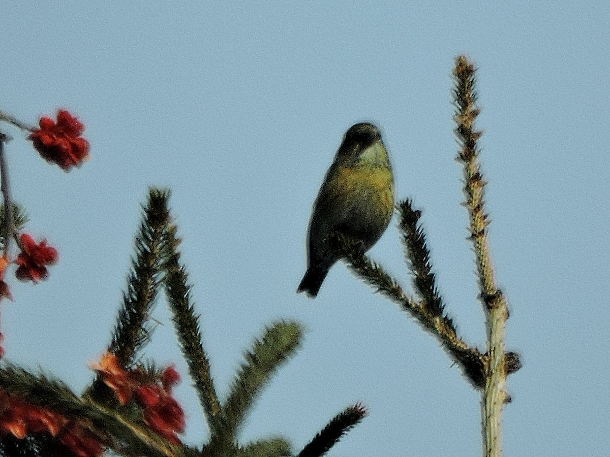 White-winged Crossbill - Melody Walsh