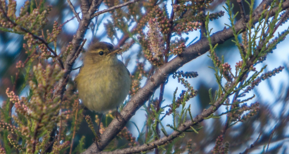 Common Chiffchaff - ML402146011