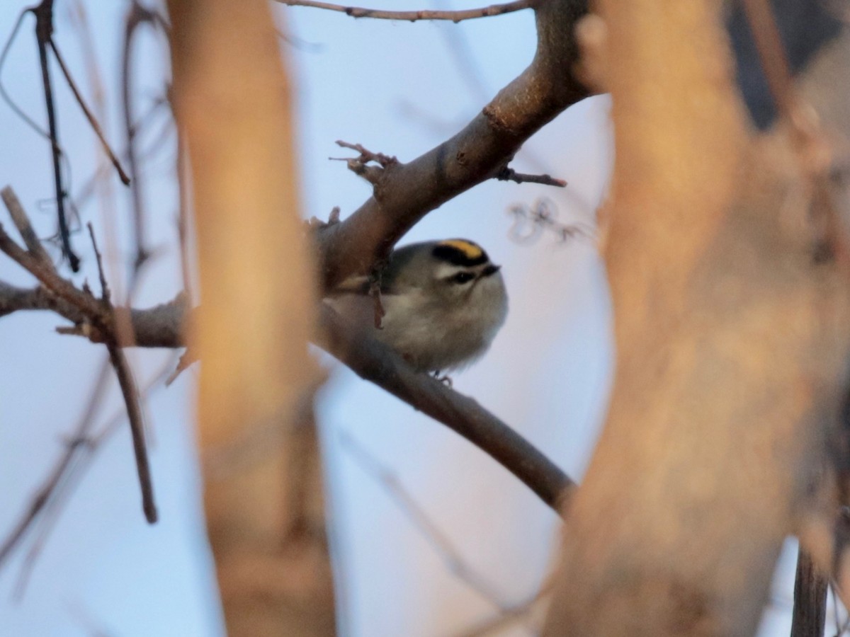 Golden-crowned Kinglet - ML402146281