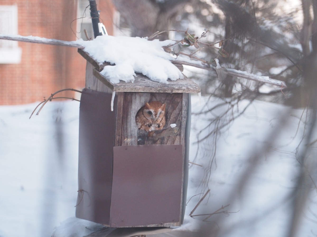 Eastern Screech-Owl - ML402146661