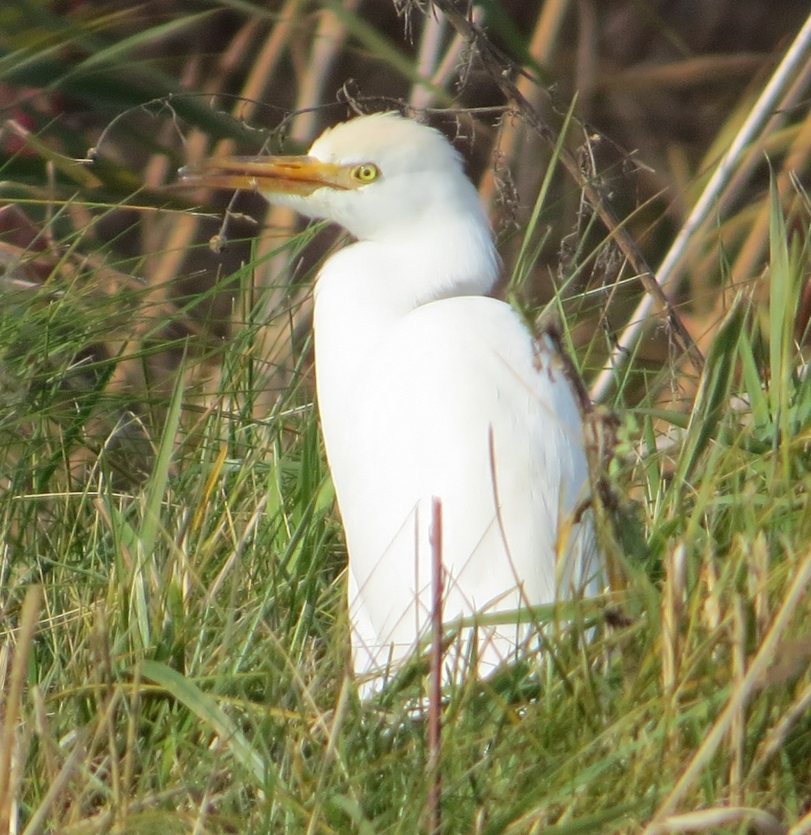 Western Cattle Egret - ML40214671