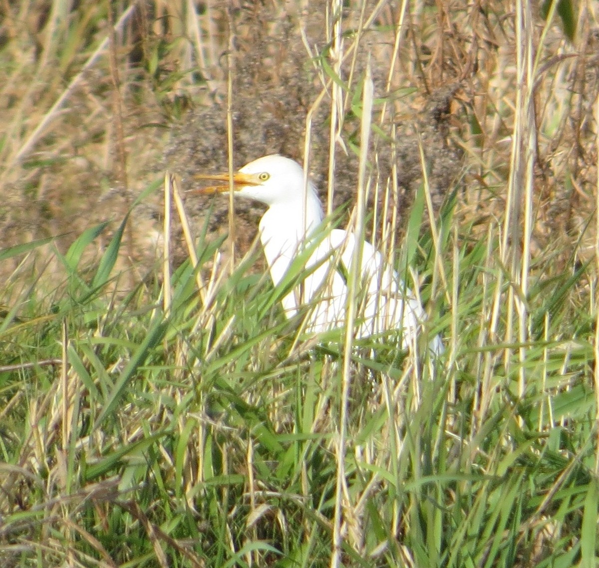 Western Cattle Egret - ML40214681