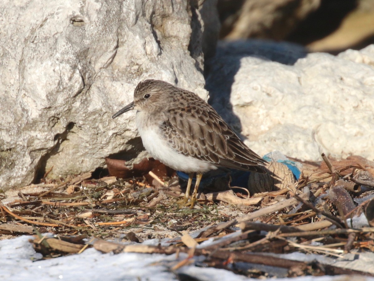 Least Sandpiper - ML402146891