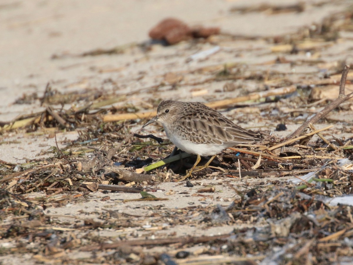 Least Sandpiper - ML402147031