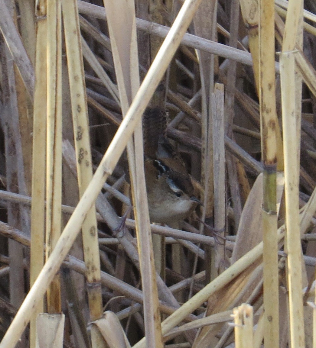 Marsh Wren - ML40214711