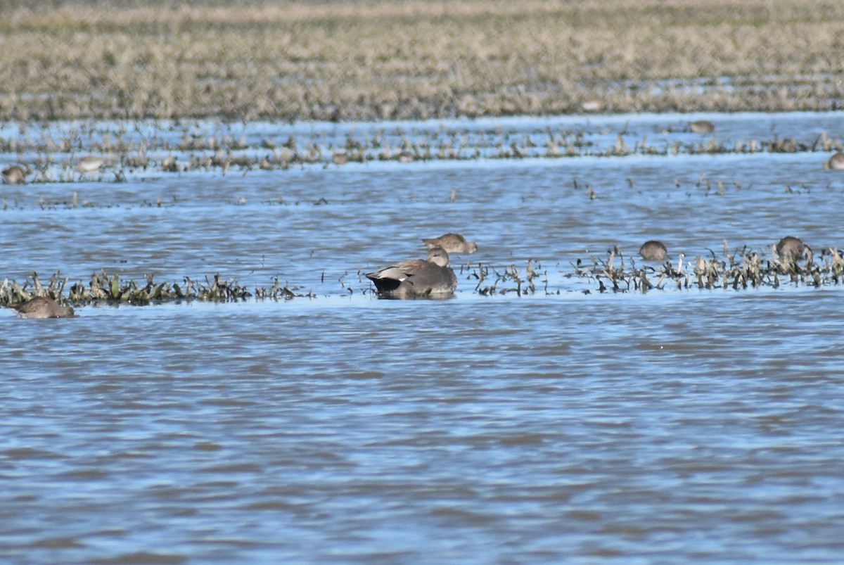 Boz Ördek - ML402147261