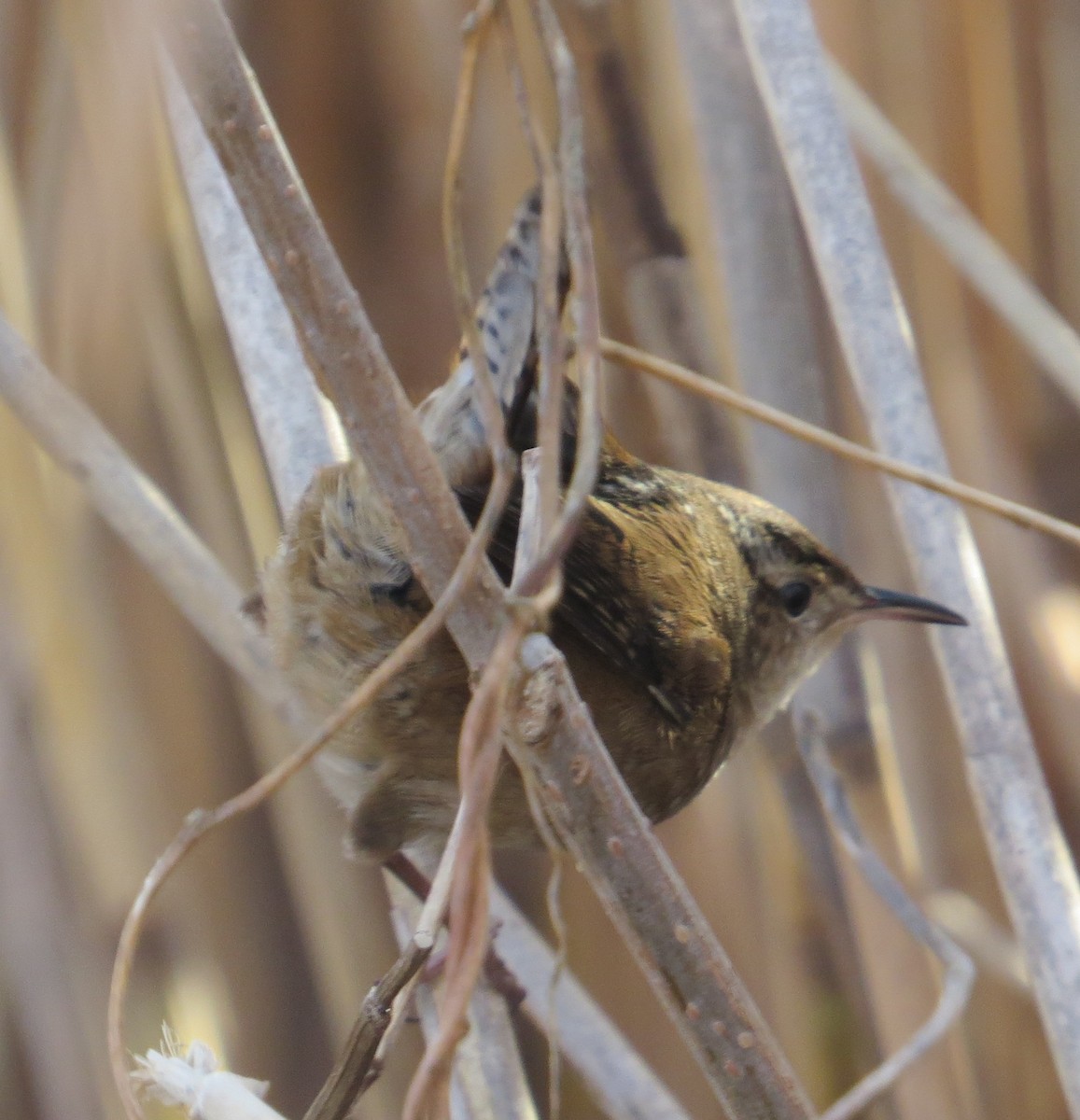 Marsh Wren - ML40214731