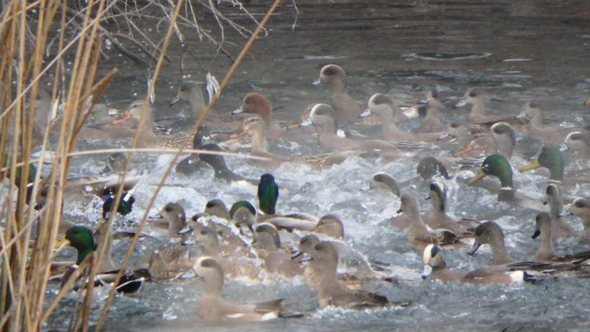 Eurasian Wigeon - ML402147381