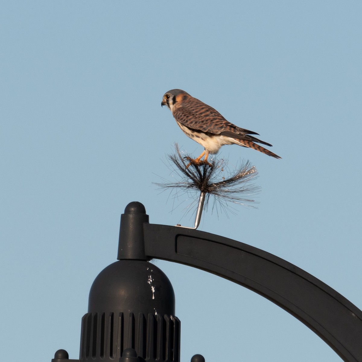 American Kestrel - ML402147731