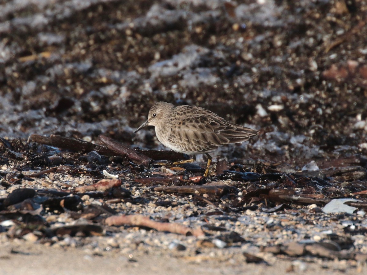 Least Sandpiper - ML402148061