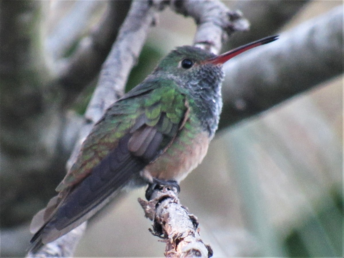 Buff-bellied Hummingbird - ML402149191