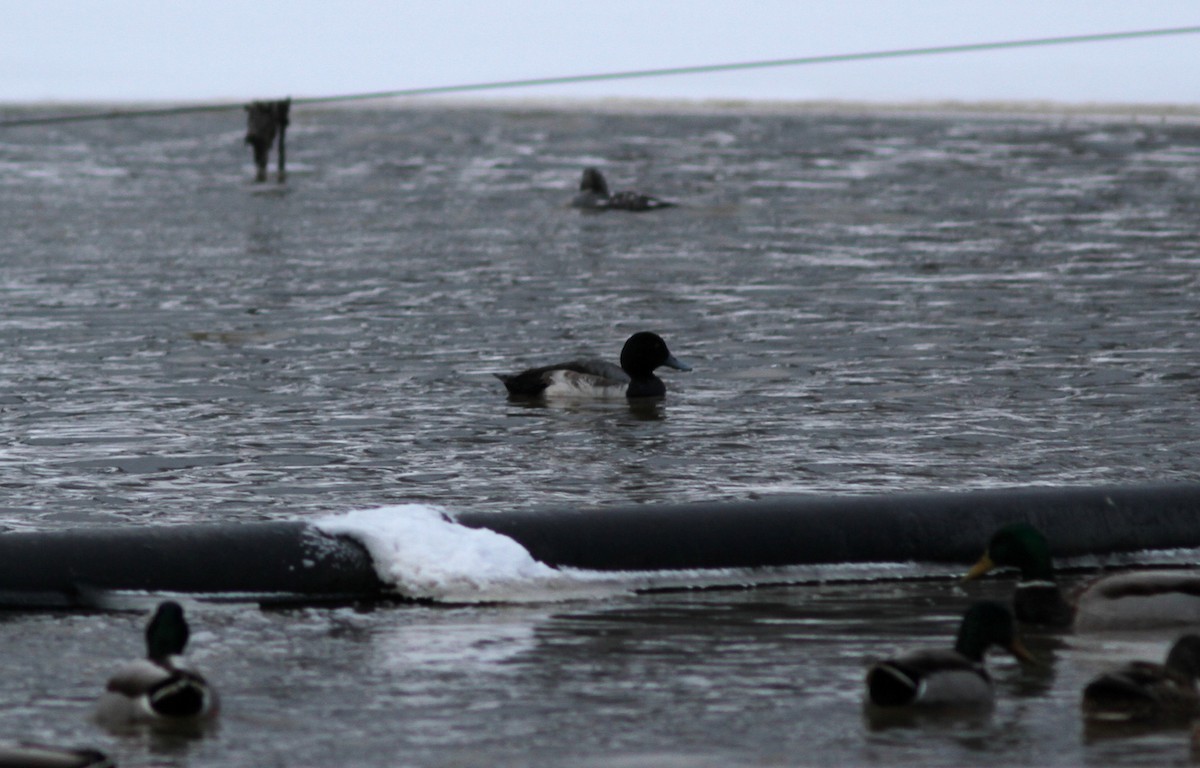 Greater Scaup - ML402149411