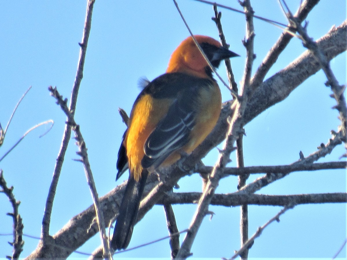 Oriole à gros bec - ML402149461