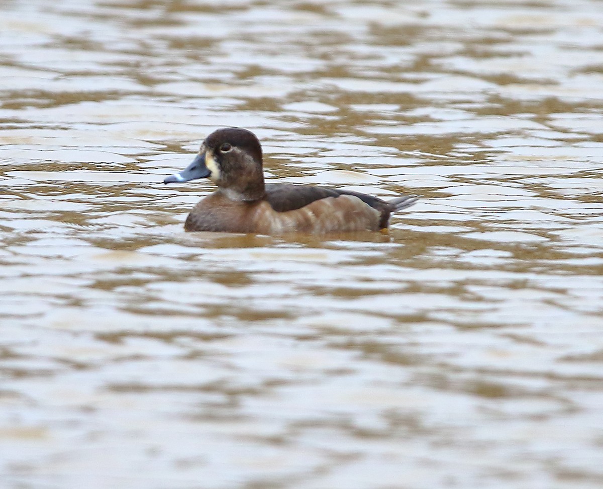 Ring-necked Duck - ML402149471