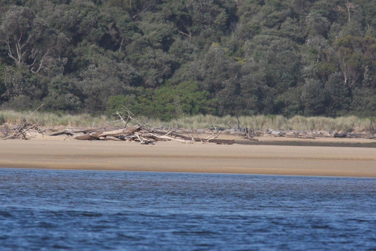 dytík velkozobý - ML40215051