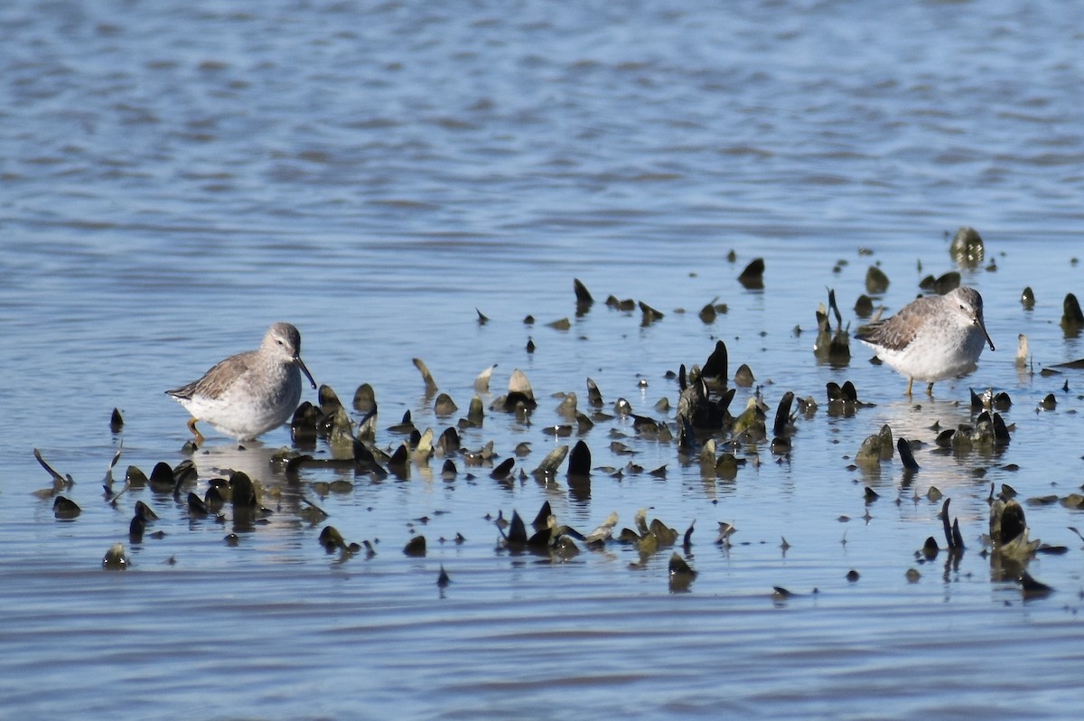 Stilt Sandpiper - Claire H