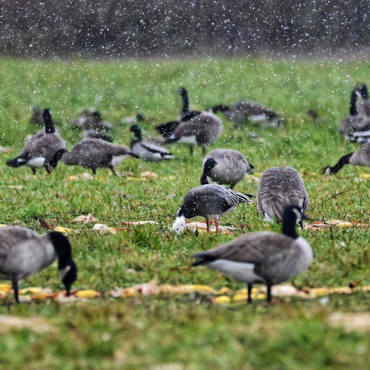 Snow Goose - ML402152171