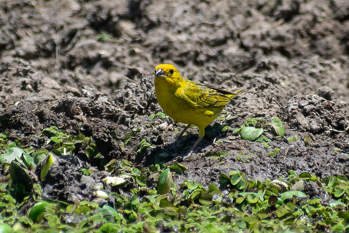 Saffron Finch - ML402153921