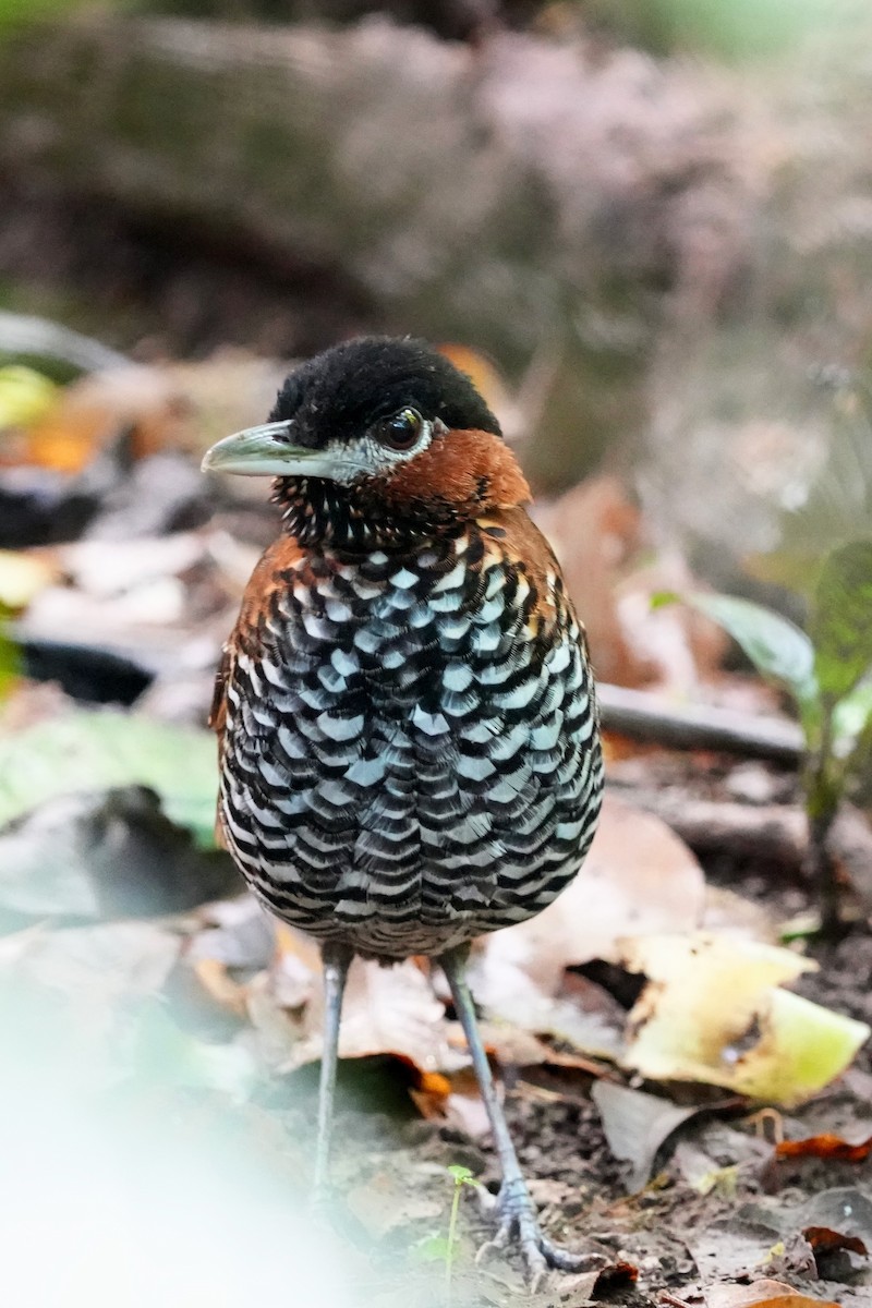 Black-crowned Antpitta - ML402156191