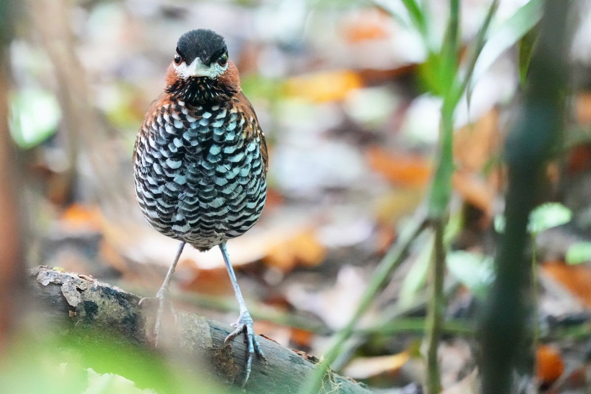 Black-crowned Antpitta - Eric Bischoff