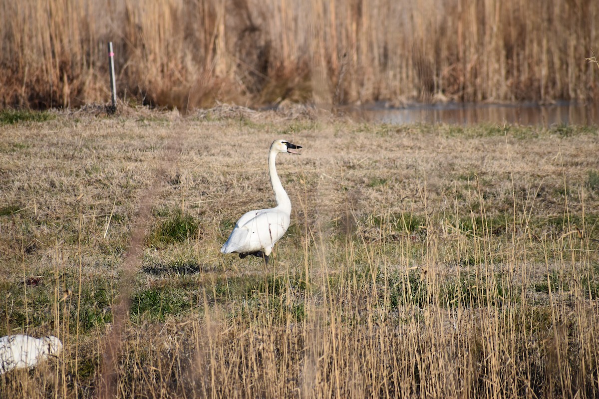 Tundra Swan - Lauren Whitenack