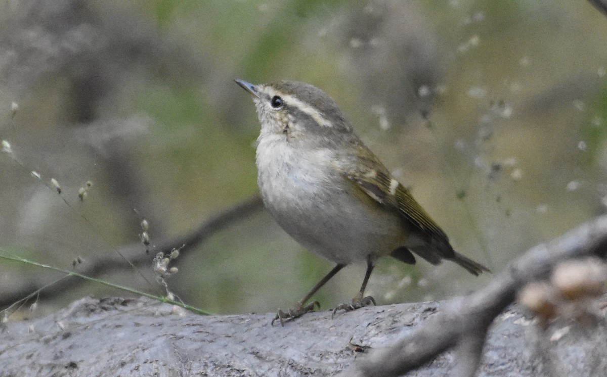 Hume's Warbler - ML402156501