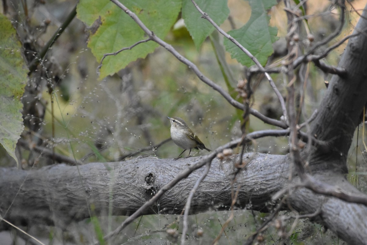 Hume's Warbler - ML402156561