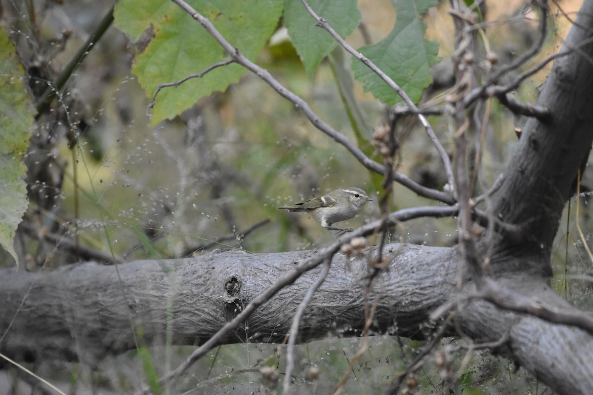 Hume's Warbler - ML402156601