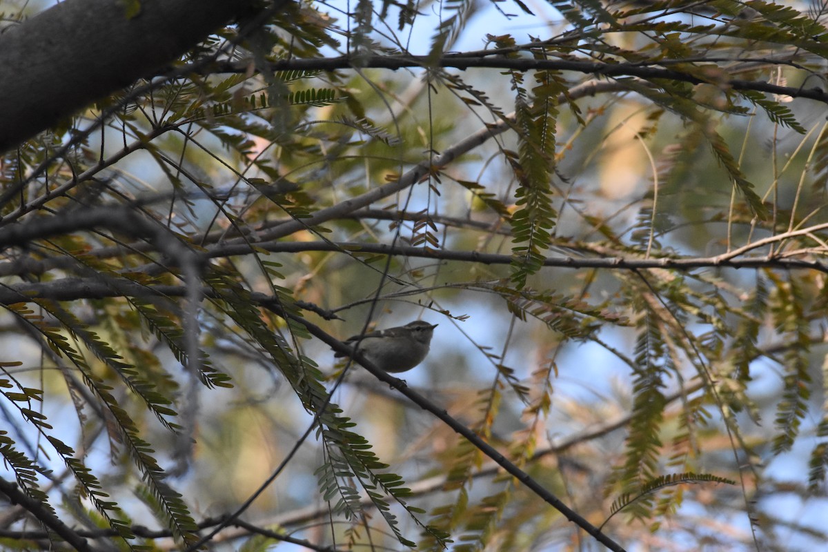 Hume's Warbler - ML402156761