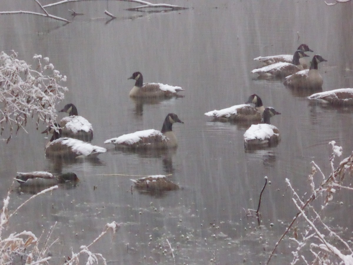 Kanadagans - ML402156811