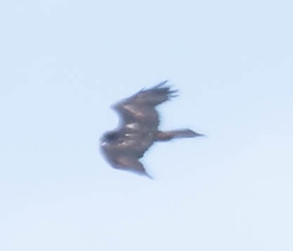 Wedge-tailed Eagle - Zebedee Muller