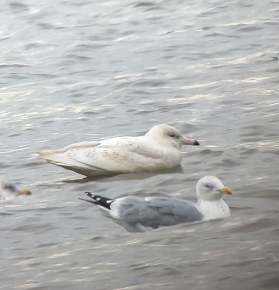Glaucous Gull - Carena Pooth