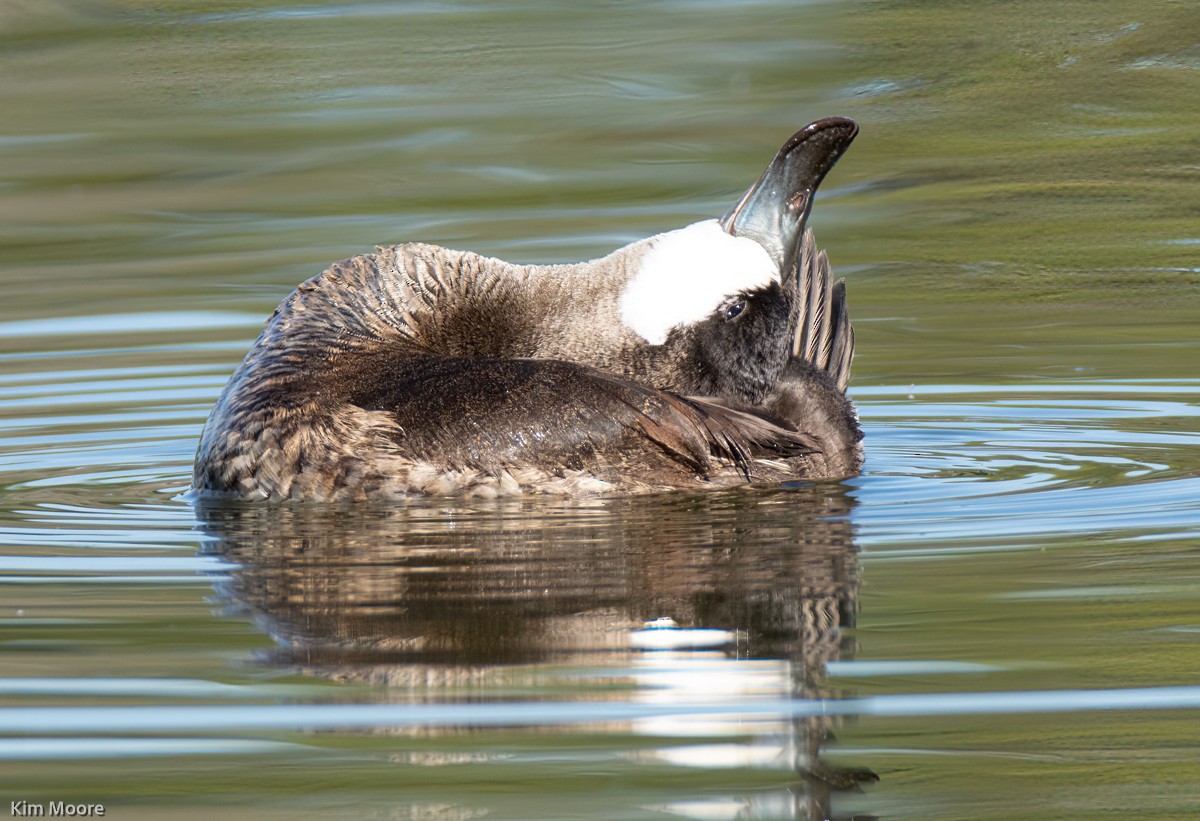 Ruddy Duck - ML402158561