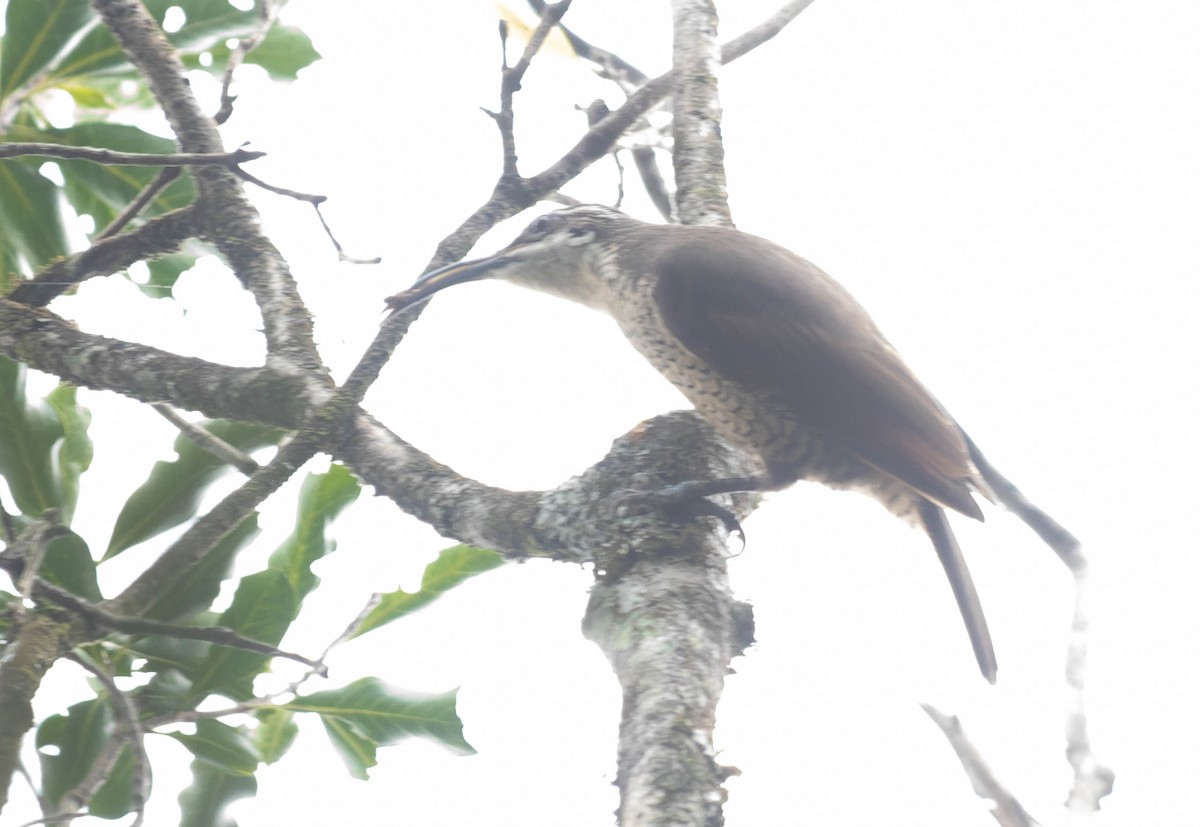 Paradise Riflebird - ML402159041