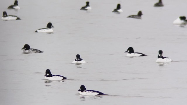 Common Goldeneye - ML402160261