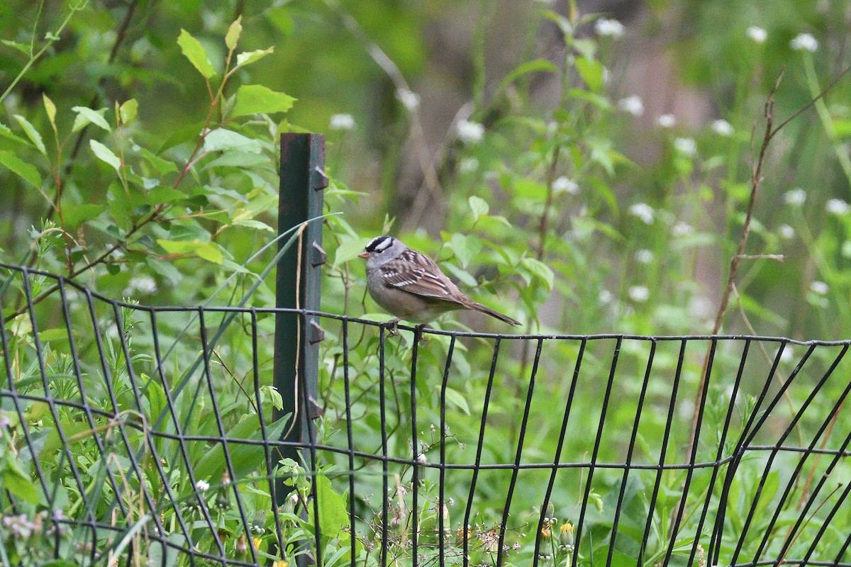 White-crowned Sparrow - ML402161741