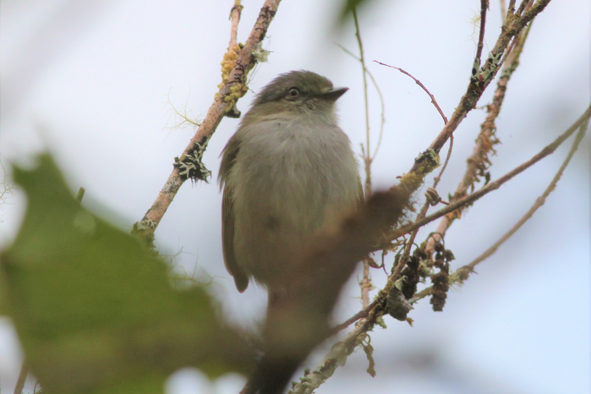 Mistletoe Tyrannulet - ML402163201