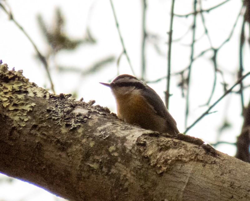 Red-breasted Nuthatch - ML402164701