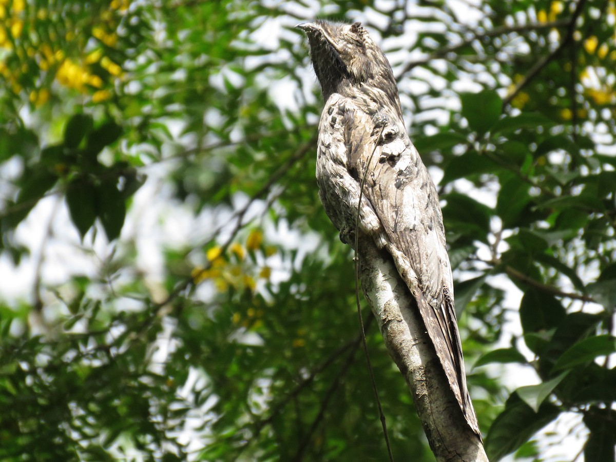 Common Potoo - ML402165131